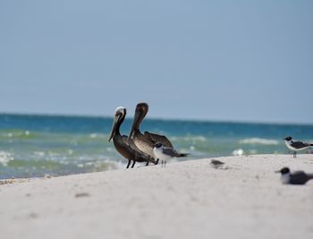 Pelians on beach against clear sky