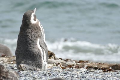 View of penguin on rock