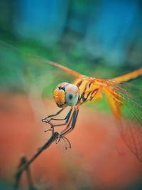 Close-up of dragonfly on twig