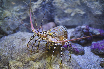 A crab on a stone is looking for something to eat