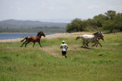 Horses running in a field