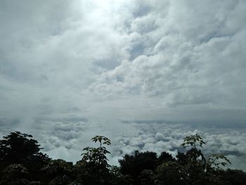 Low angle view of trees against cloudy sky