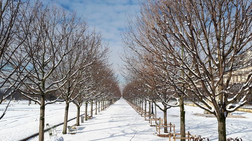 Snow covered bare trees against sky