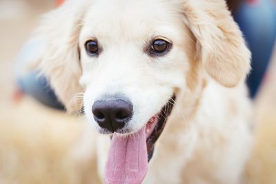 Close-up portrait of dog