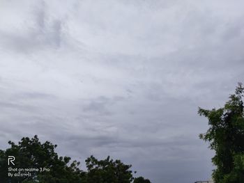 Low angle view of trees against sky