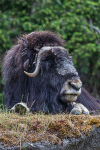 Close-up of an animal on field