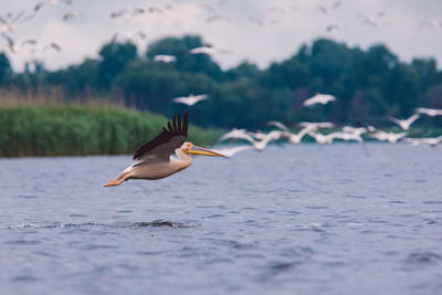 Pelican flying over water