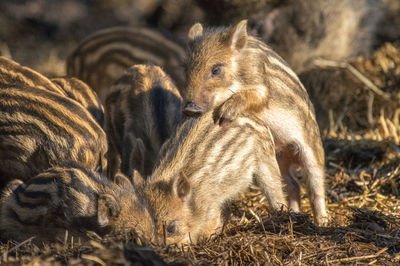 Little wild boars playing 