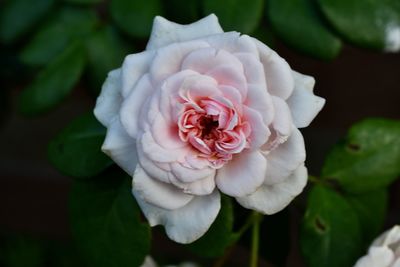 Close-up of rose flower