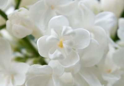 Close-up of white flowers