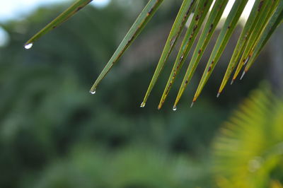 Close-up of wet plant