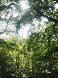 Sun shining through trees