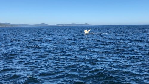 Scenic view of sea against clear sky