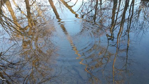 Reflection of trees in lake against sky