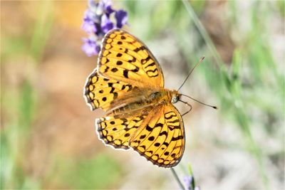 Butterfly pollinating flower