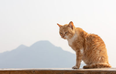 Cat sitting on a mountain