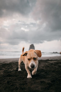 Dog on the beach