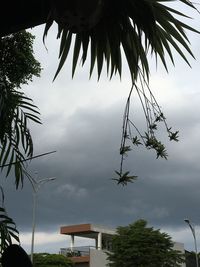 Low angle view of palm tree against sky