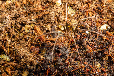 High angle view of insect on field