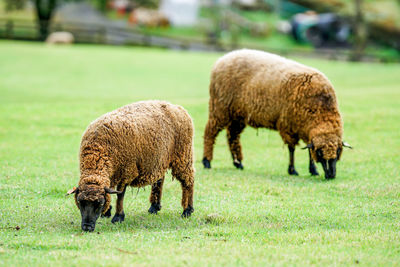 Sheep grazing in a field