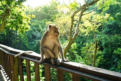 Monkey sitting on railing against trees in forest