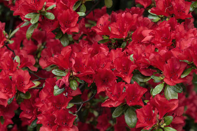 Full frame shot of red flowering plants