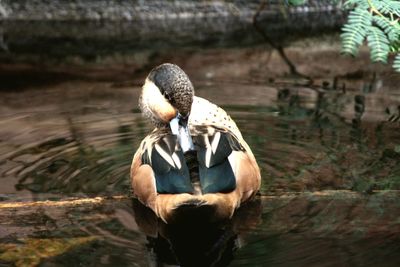 Rear view of horse in water