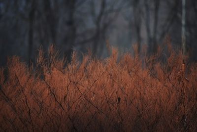 Dry plants on field during sunset