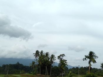 Trees on field against sky