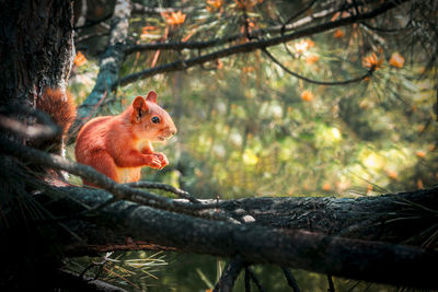 Squirrel on a tree