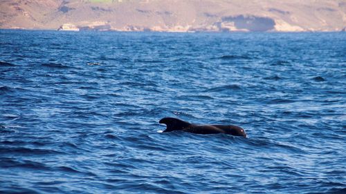 Whale swimming in blue sea