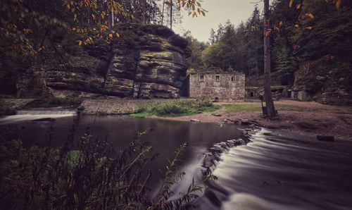 Scenic view of river in forest