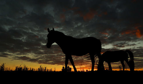 Silhouette of a horse