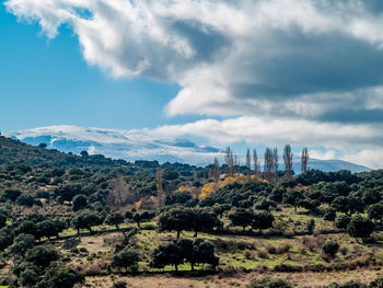 Scenic view of trees and buildings against sky