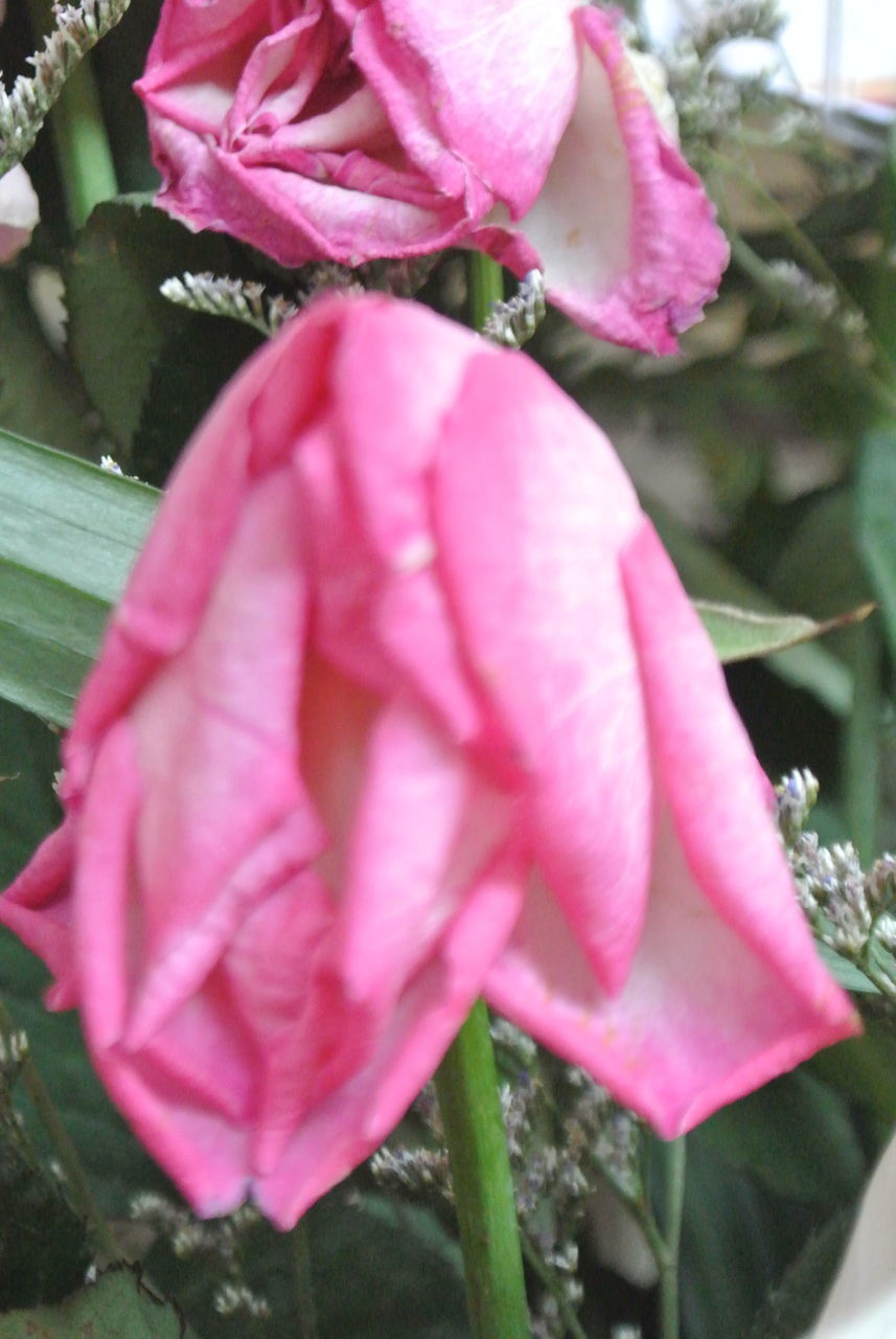 CLOSE-UP OF PINK ROSE PLANT