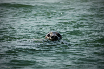 View of turtle swimming in sea