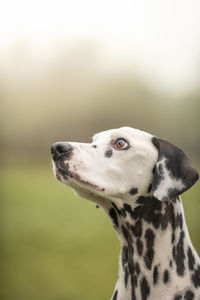 Close-up of a dog looking away