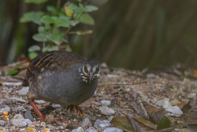 Close-up of bird perching on a field