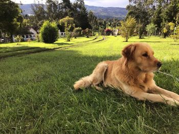 Dog relaxing on field