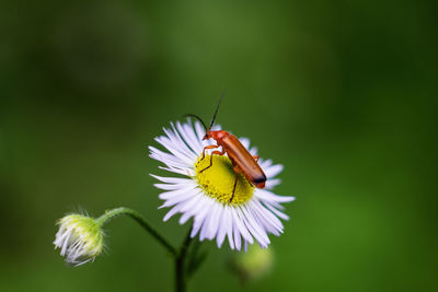 Close-up of insect perching on flower