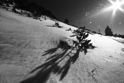 Trees on snow covered landscape