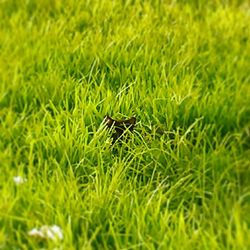 Grass growing on field