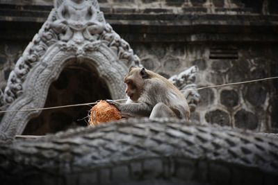 Low angle view of monkey on wood against building