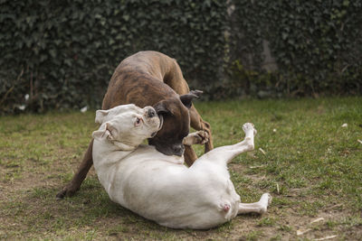 Dogs fighting on field