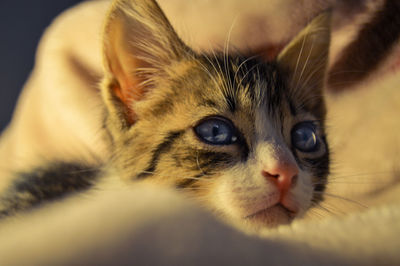 Close-up portrait of a cat