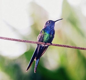 Close-up of bird perching on branch