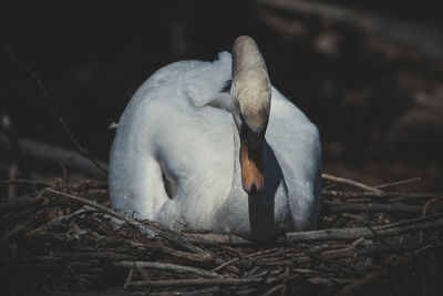 Close-up of birds in nest