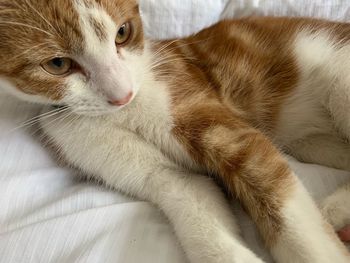 Close-up of cat lying on bed