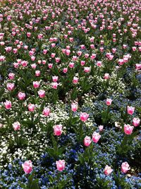 Full frame shot of pink flowering plants