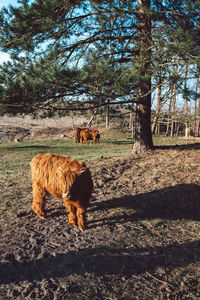 View of a horse on field